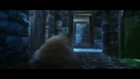 giphy-1.gif