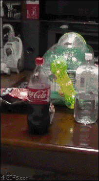 giphy-2.gif