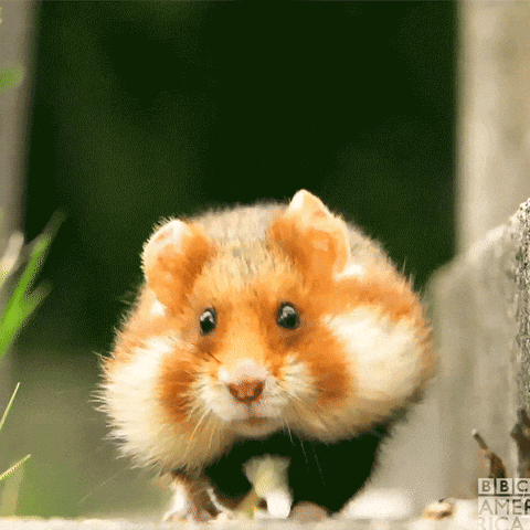 giphy.gif