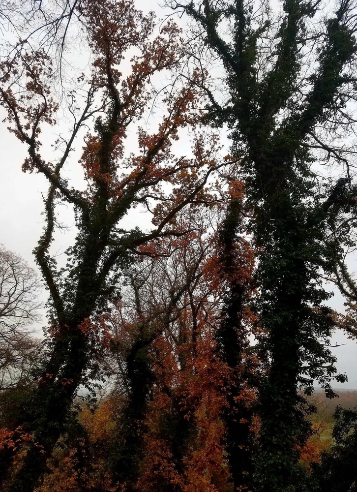 rsz_rsz_1trees-min.jpg